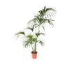 Palma Kentia - Howea Forsteriana - Altura 150-170cm - ⌀24cm