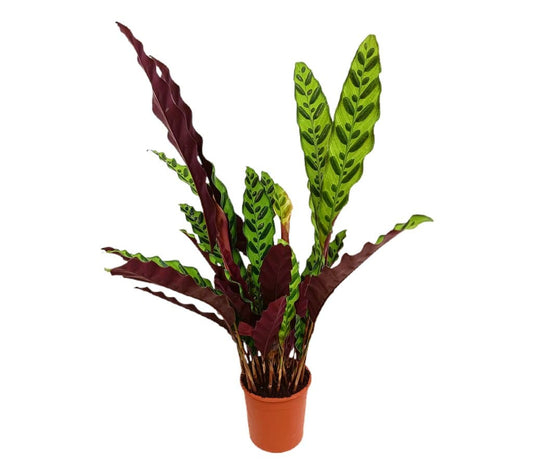 Calathea Lancifolia M14 50cm