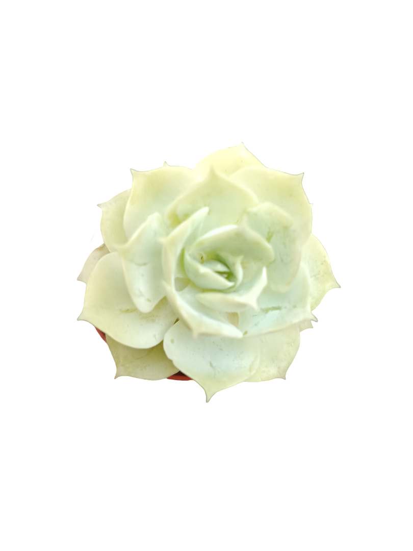 Planta suculenta  ☼ surtida aleatoria pequeña Ø5 VENTA POR UNIDAD