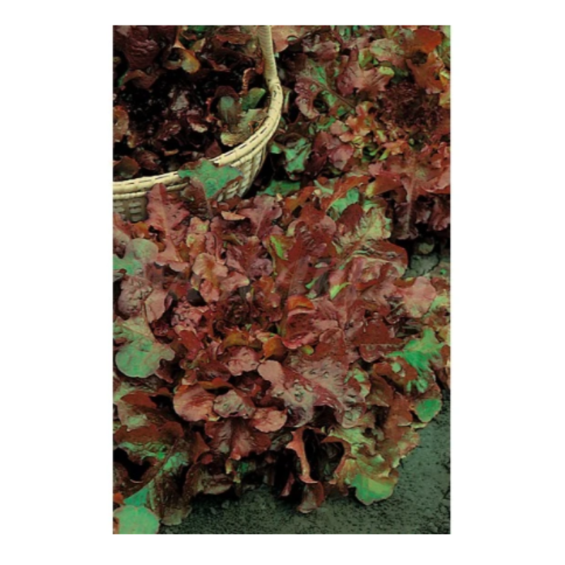 Semillas Lechuga Hoja De Roble_0