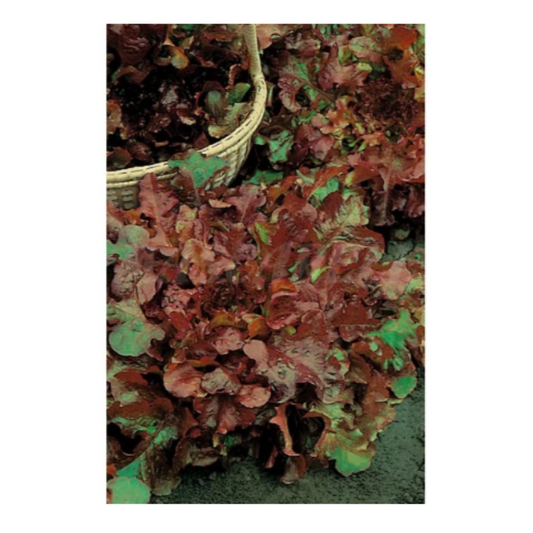 Semillas Lechuga Hoja De Roble