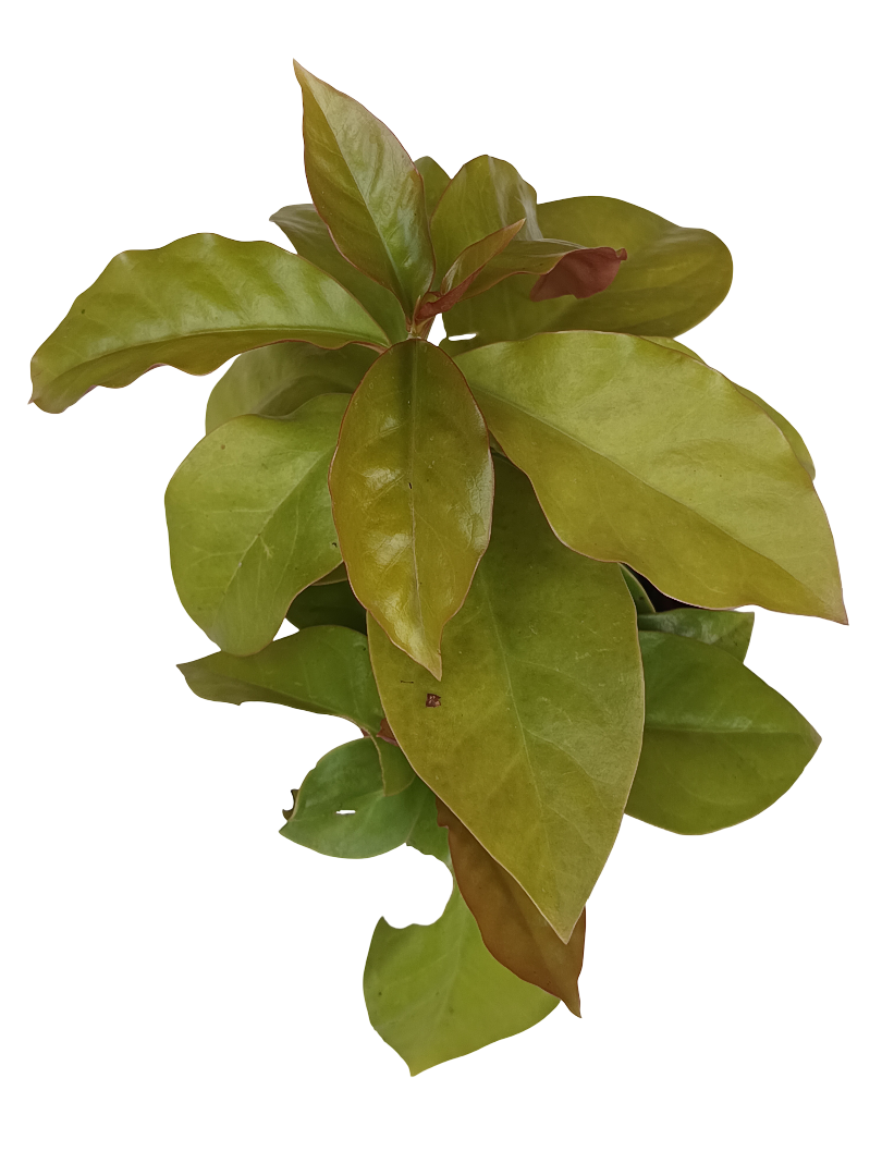 Pereskia Planta Suculenta Rara Ø8