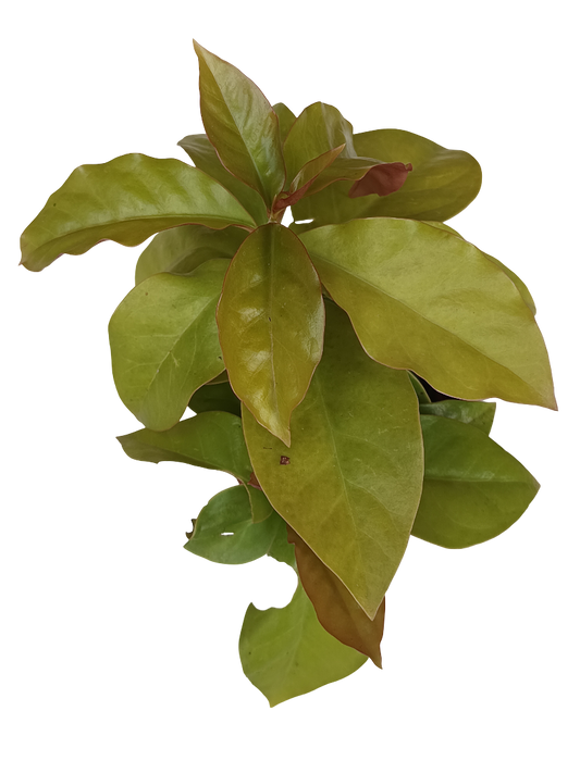 Pereskia Planta Suculenta Rara Ø8