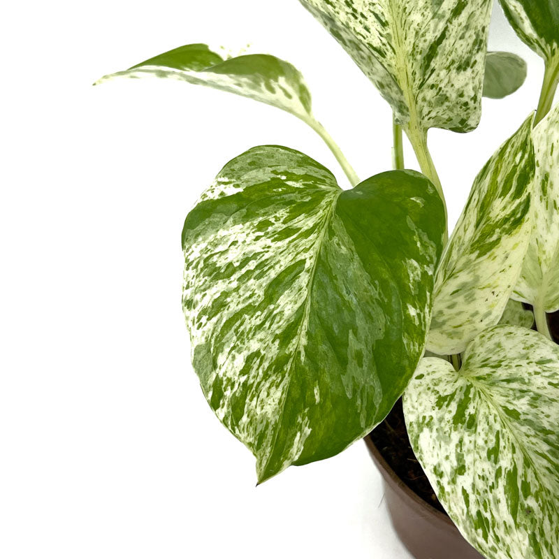 Epipremnum Aureum ‘marble Queen’ Poto Blanco