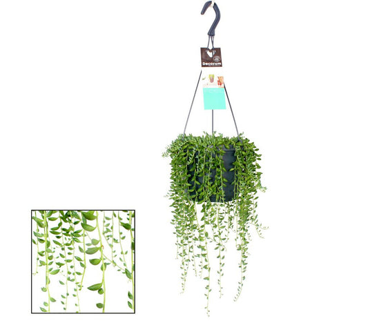 Cactus Suculenta Colgante Senecio Herreianus M17