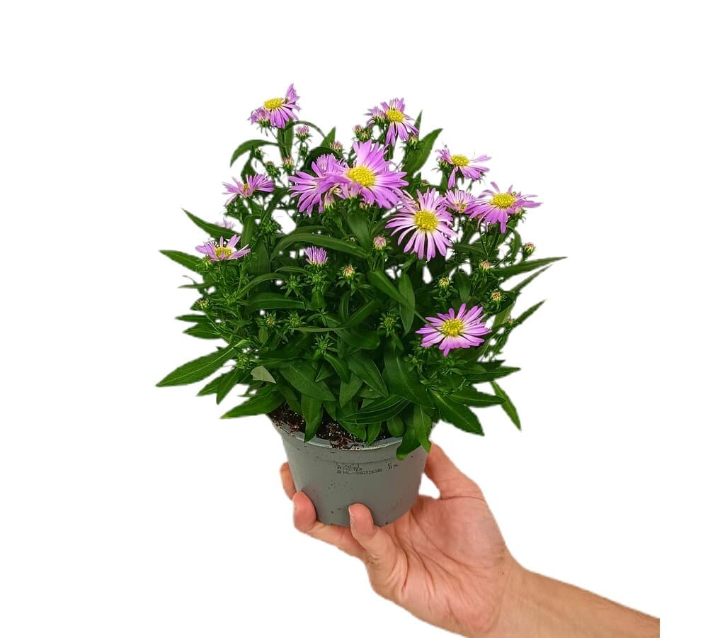 Aster Novi Belgii M12