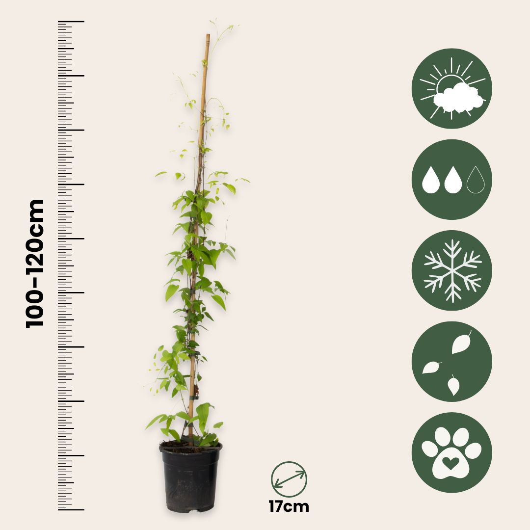 Clemátide - 2 Pzs - Clemátide 'hagley Hybrid' - Altura 100-120cm - ⌀17cm