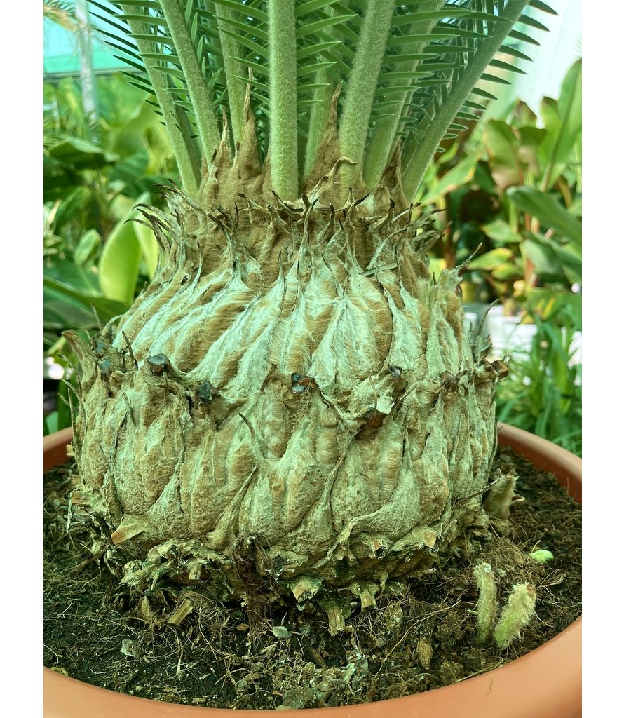 Dioon Edule M45 28cm Cadex 95cm Contorno 130cm Altura Total_1