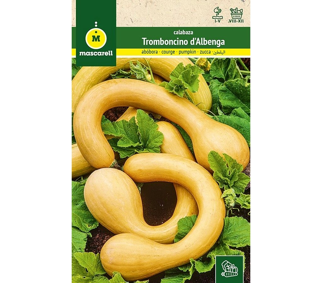 Semillas Calabaza Trombocino D'albenga