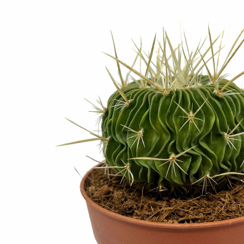 Echinofossulocactus Multicostatus Cactus Y Suculentas M8,5 cm Ø_2