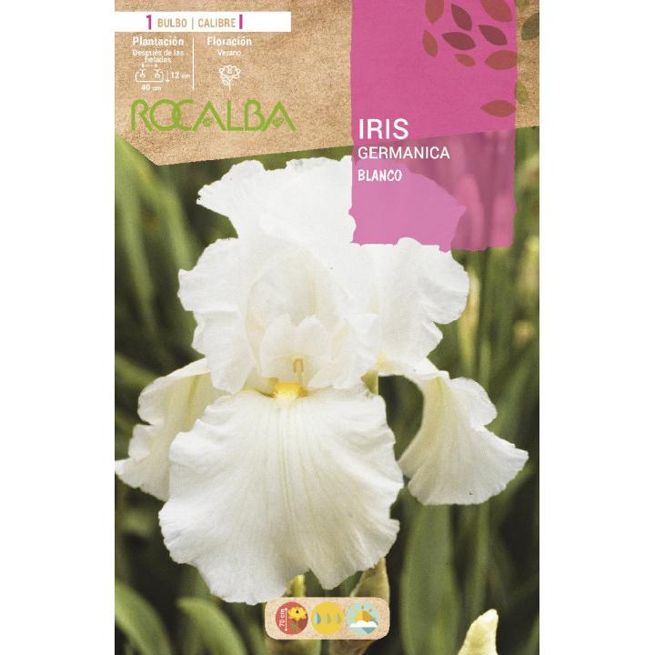 Bulbo Iris Germánica blanco 1 unidad (1)