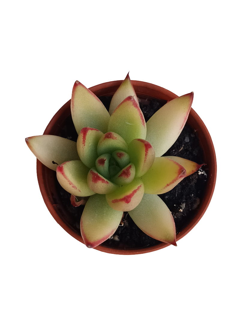 Echeveria Red Tips Planta Suculenta Ø5_0