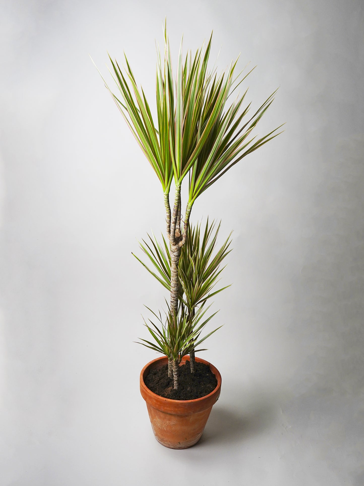 Dracaena Marginata | Altura 120cm - Diámetro 20cm