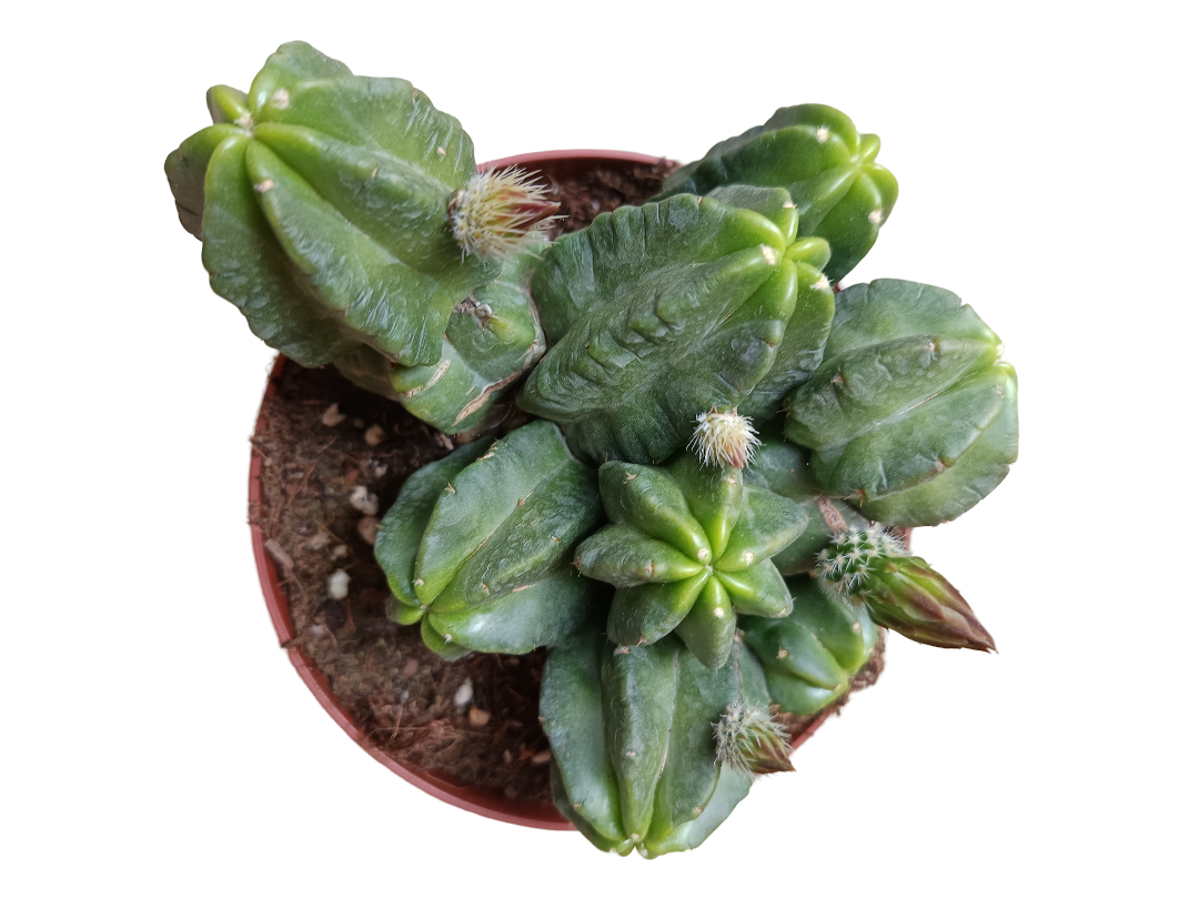 Echinocereus Viereckii Morricalli Cactus Planta Suculenta Ø13