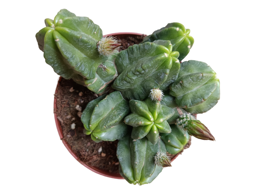 Echinocereus Viereckii Morricalli Cactus Planta Suculenta Ø13