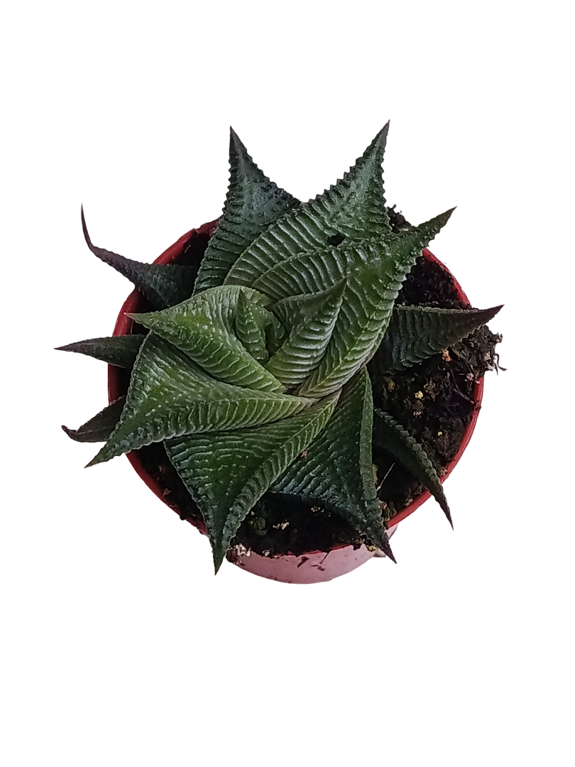 Haworthia Limifolia Var Striata Ø5 Planta Suculenta_0