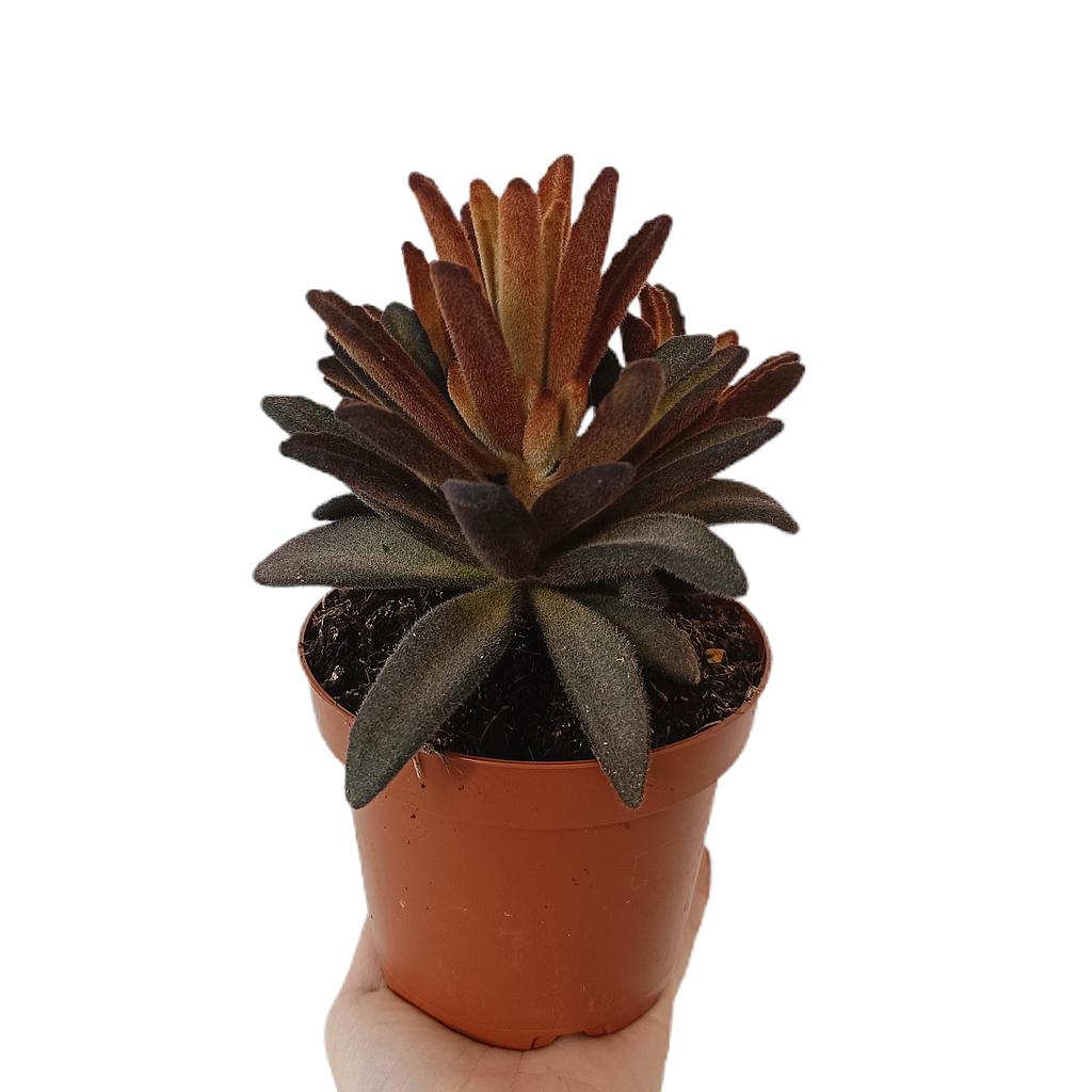Kalanchoe Tomentosa Dark M13_0