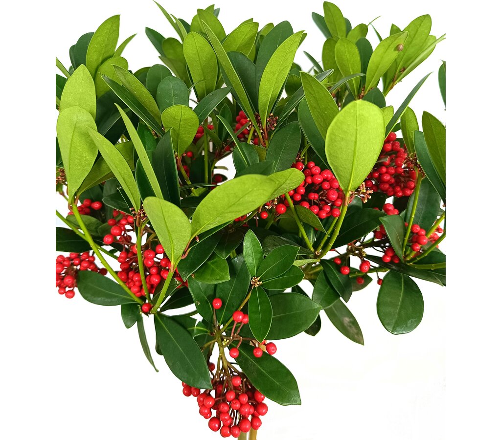 Skimmia Japónica Veitchii Copa M24_1