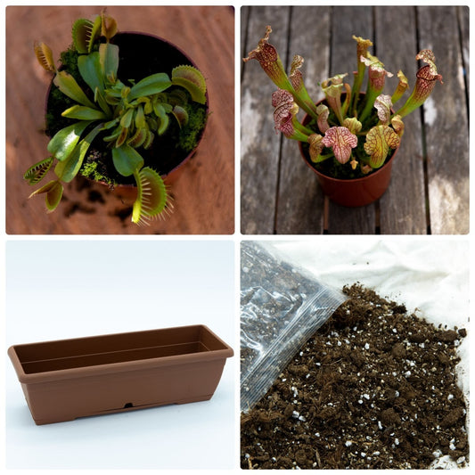 Jardín Supremo Pack plantas carnívoras