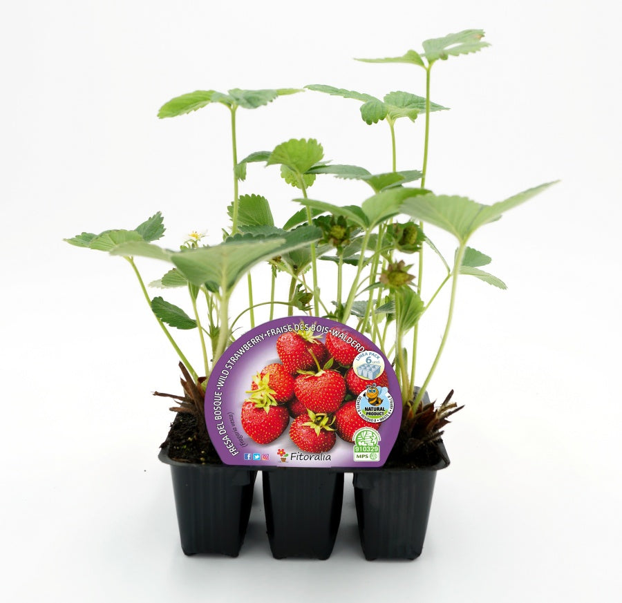 Pack Plantones Fresa De Bosque 6 Ud. Natural - Fitoralia_0
