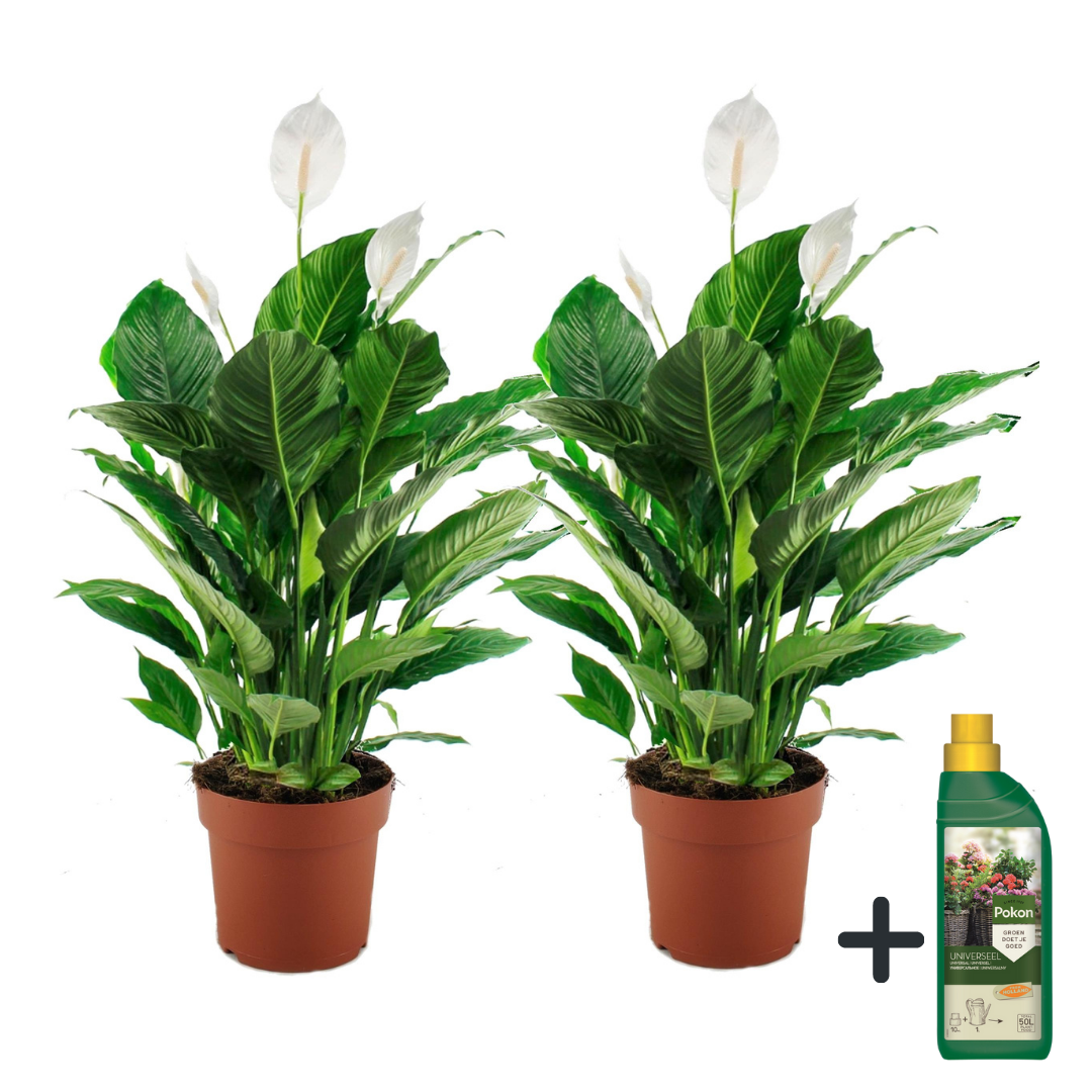 Lirio De Paz Espatifilo - 2 Pzs - Spathiphyllum 'lima' - Altura 60-75cm - ⌀17cm