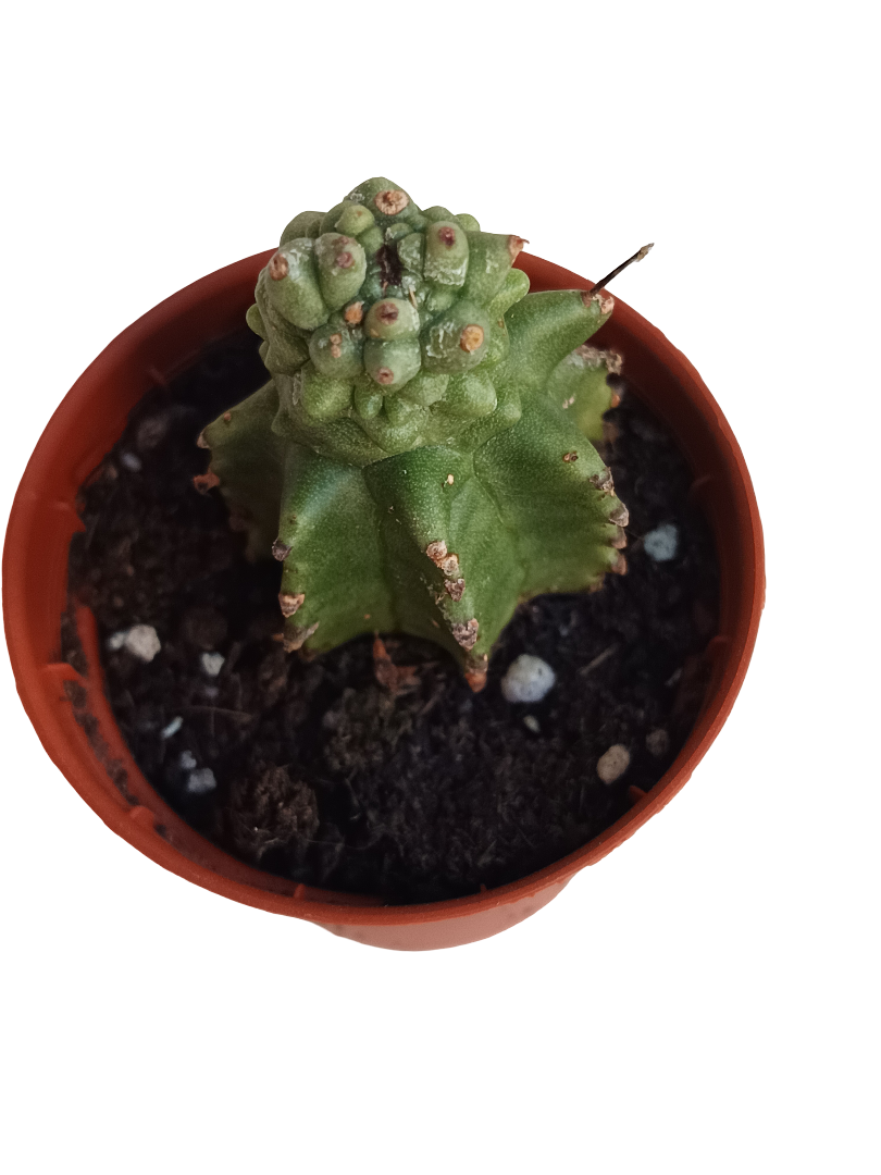 Euphorbia Kikko Planta Suculenta Ø5_0