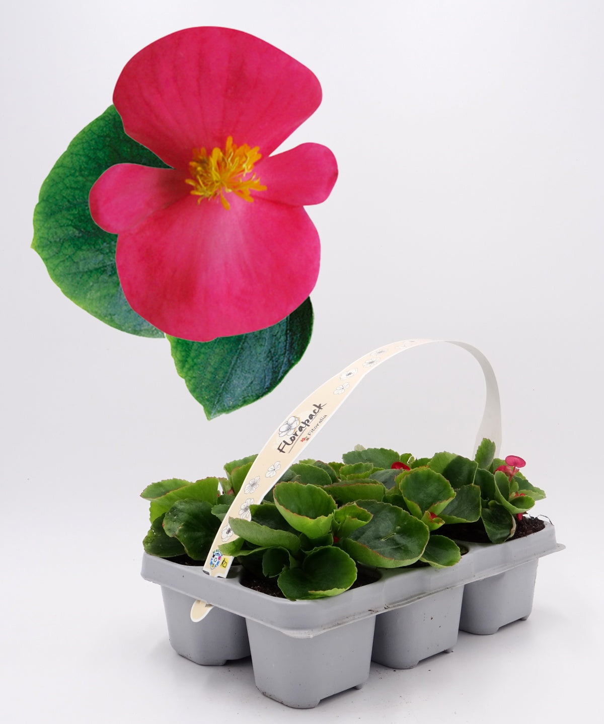 Pack Plantones Begonia Hoja Verde Flor Rosa 6 Ud. Natural - Fitoralia_0