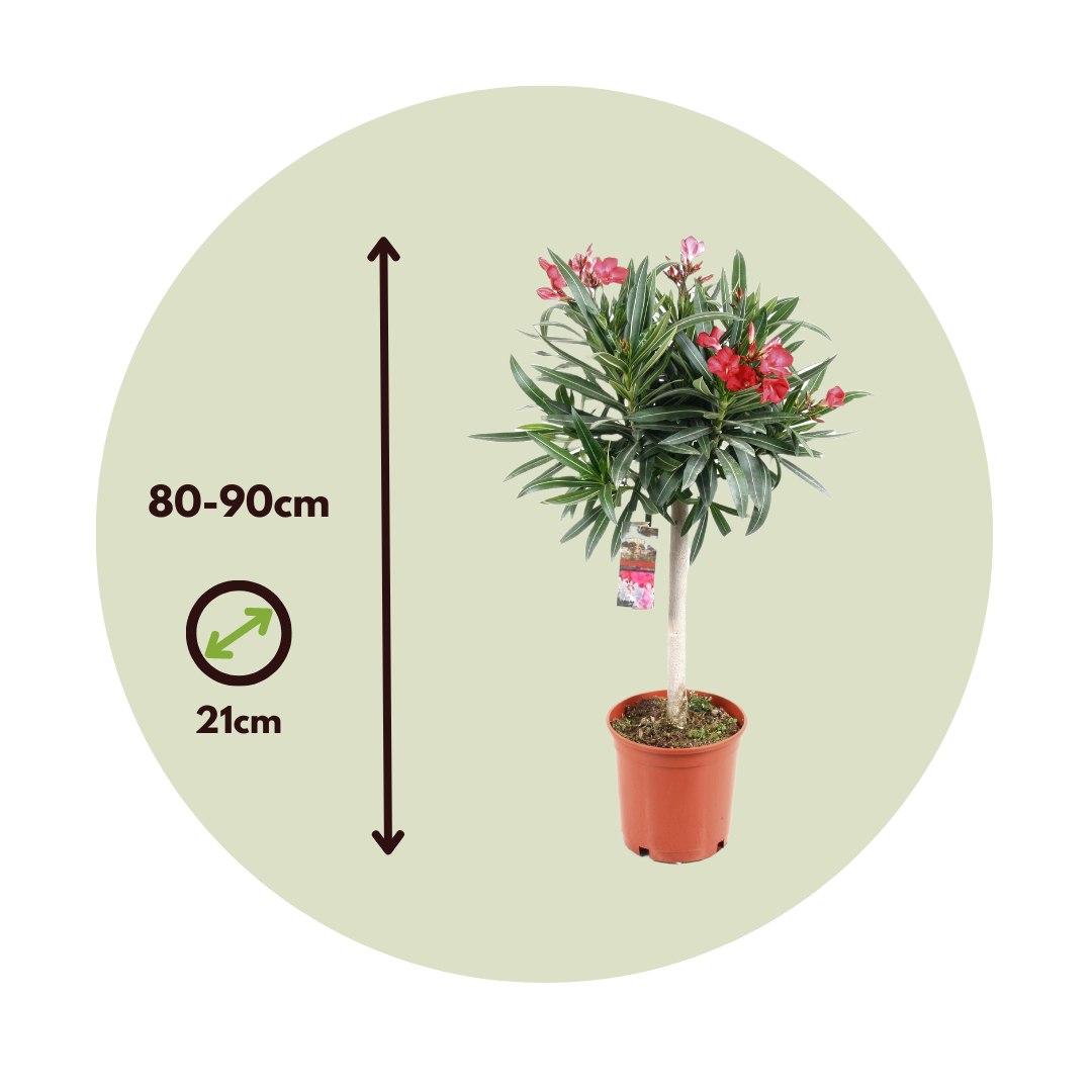 Adelfa - Nerium Oleander - Altura 80-90cm - ⌀21cm_2