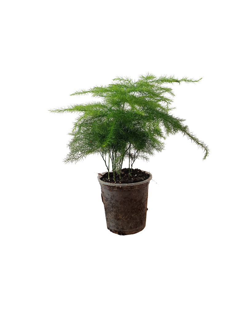 Planta Aspargarus Setaceus De Interior Mini Ø5 Cm_0