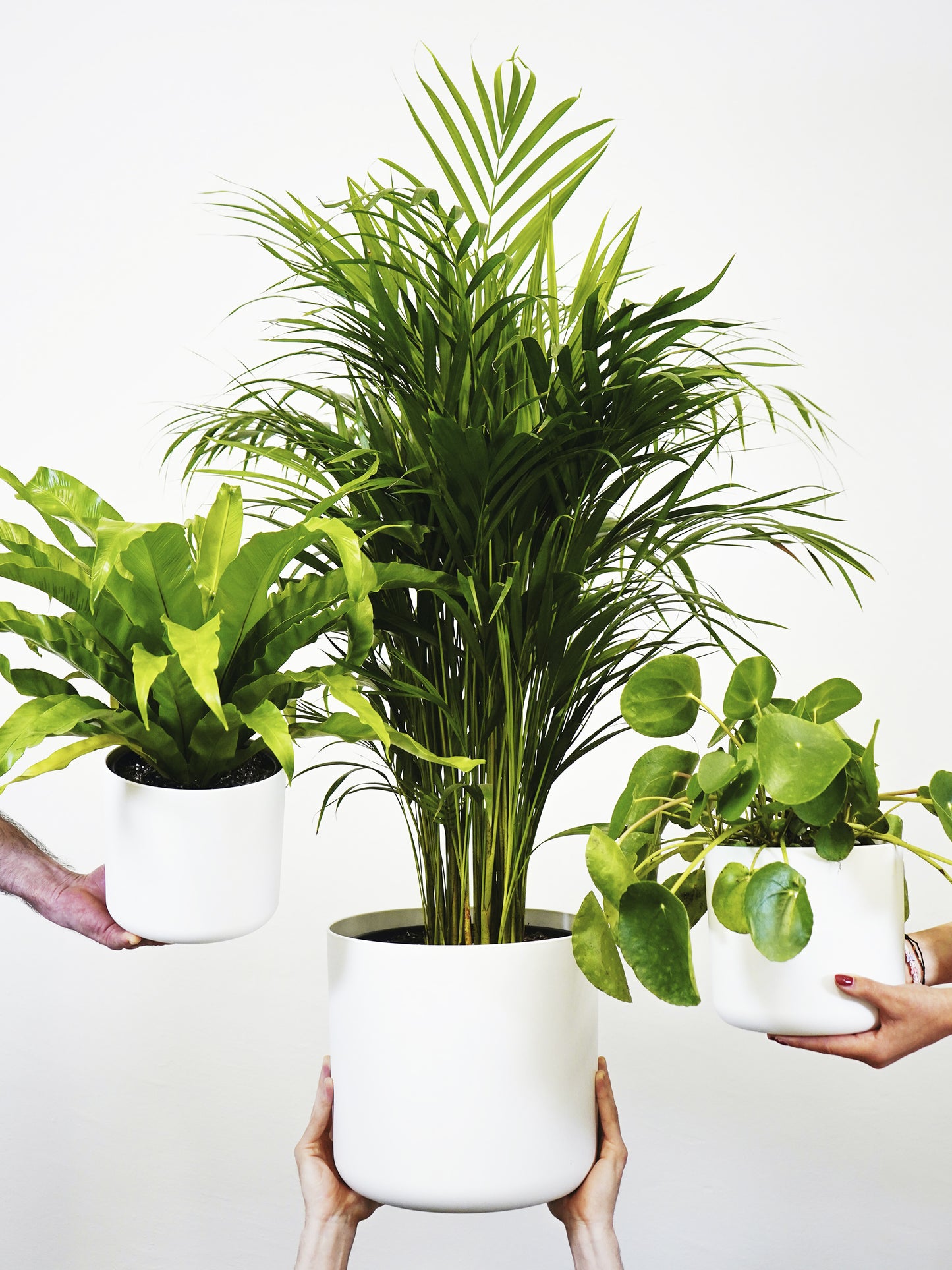 Palmera Dypsis O Areca | Altura 110cm - Maceta 21cm