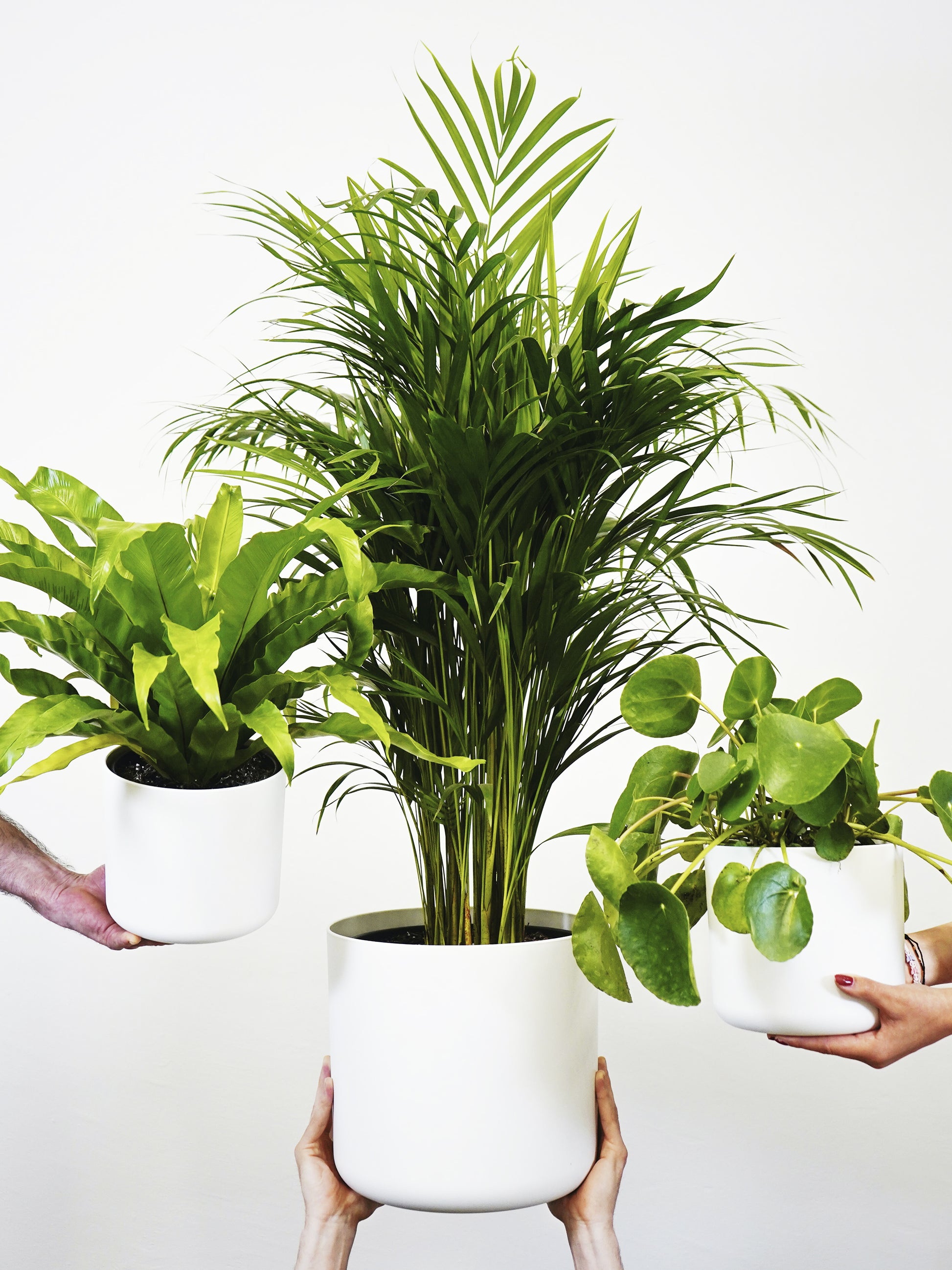 Palmera Dypsis O Areca | Altura 110cm - Maceta 21cm