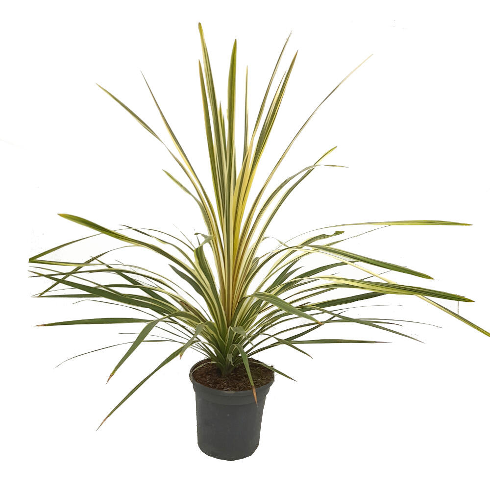 Cordyline Torbay Dazzler M20 100cm