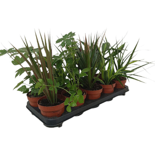 Pack De 10 Plantas De Interior M12