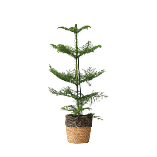 Arbolapp Canarias - Araucaria Heterophylla - Altura 50-60cm - ⌀17cm