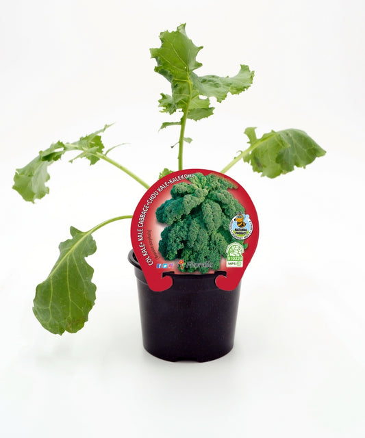 Plantón De Col Kale Natural En Maceta De 10,5 Cm. - Fitoralia