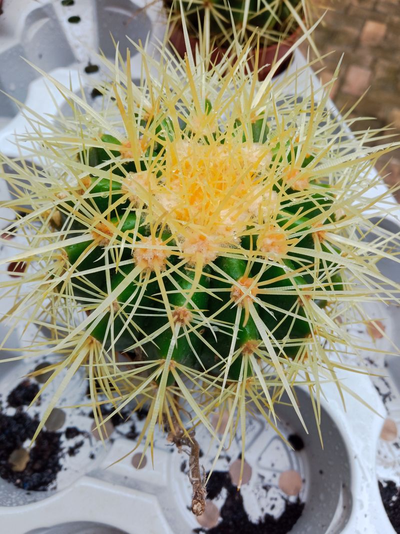 Cactus Asiento De La Suegra Ø13 Cms