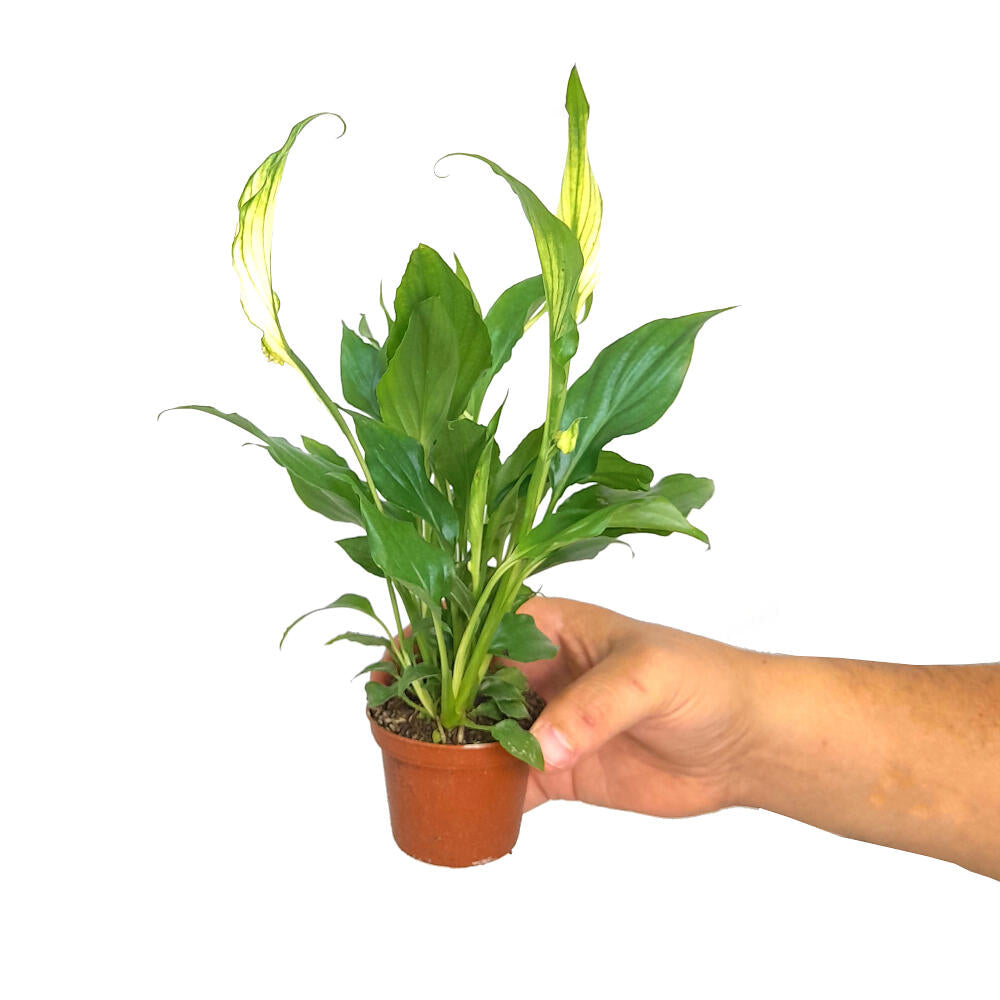 Spathiphyllum M9 (cuna De Moisés)
