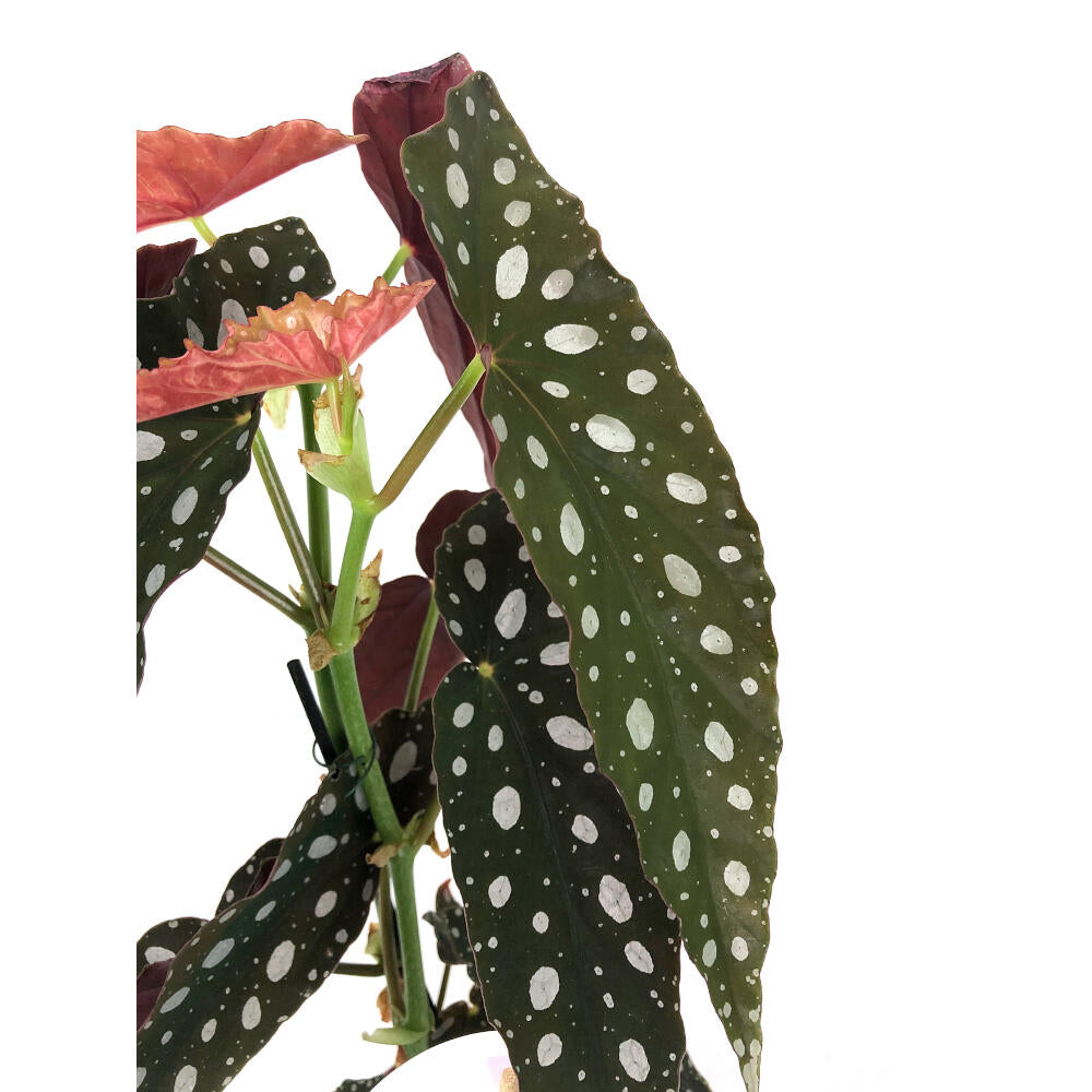 Begonia Maculata M12 20cm (alas De Ángel)_1