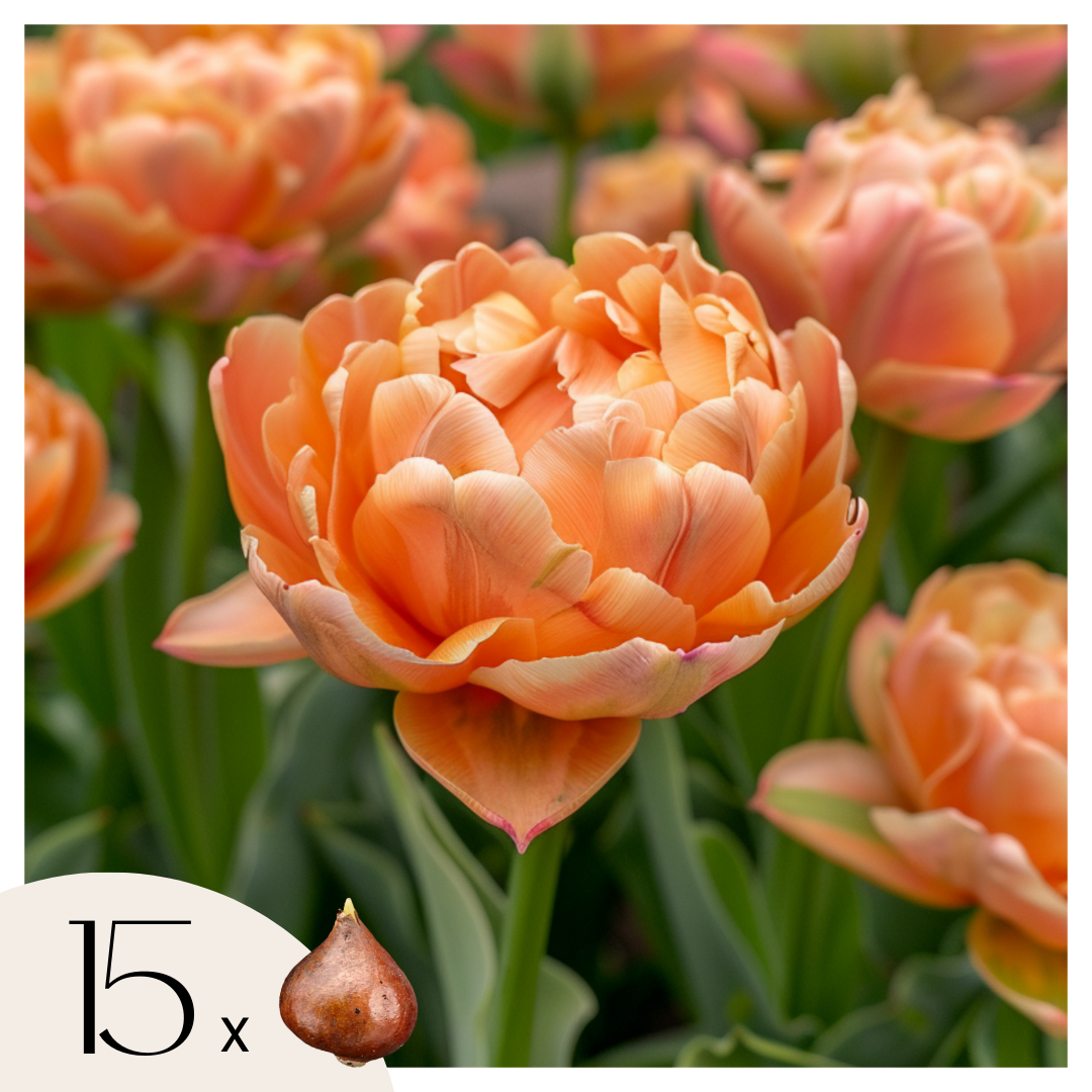 Bulbos De Tulipán - 15 Pzs - Tulipa 'copper Image' - Bulbos De Flores