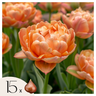 Bulbos De Tulipán - 15 Pzs - Tulipa 'copper Image' - Bulbos De Flores