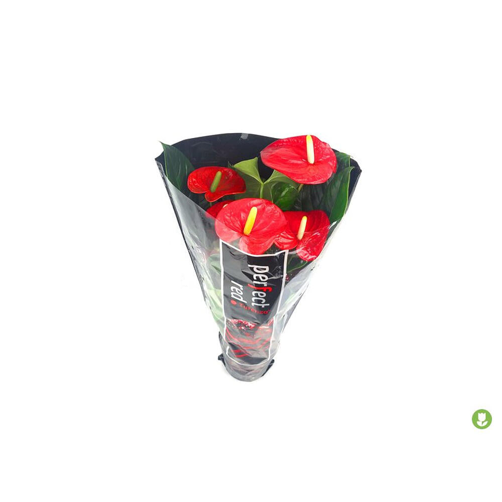 Anthurium Turenza M14_4