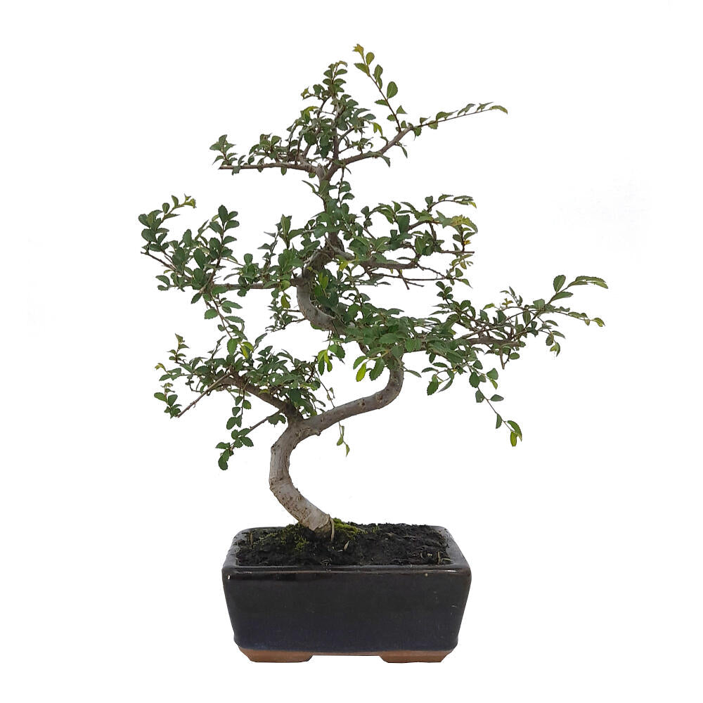 Pack Iniciación Bonsai Zelkova 8 Años Incluye Tijeras Y Abono
