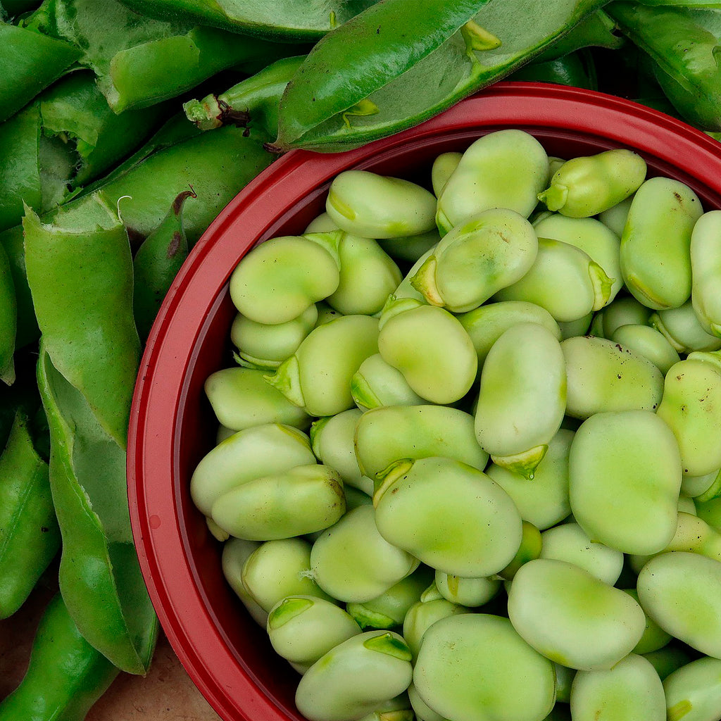 Plantón Haba 4 Unidades - Plantabo.