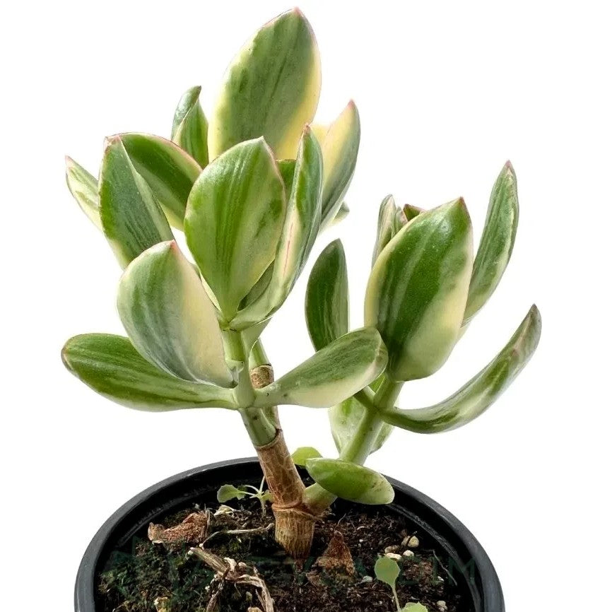 Crassula Ovata ‘lemon And Lime’; Planta Suculenta Variegada; Curiosarium; Maceta 10,5 Cm_1