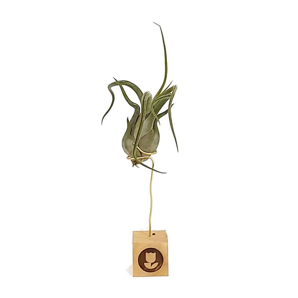 Tillandsia Caput Medusae 13cm Alto X 10cm Ancho