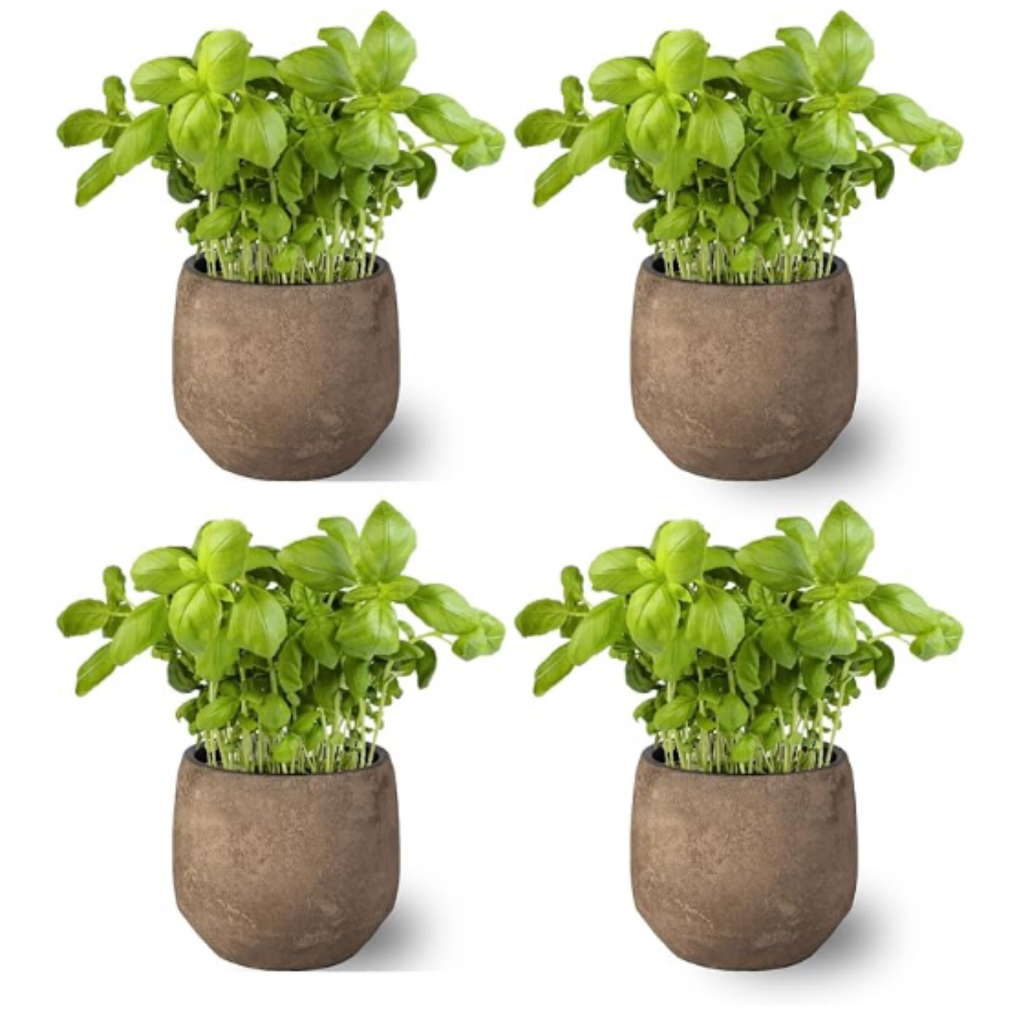 Pack 4   -planta Albahaca  - Maceta 10 Cm  -hierba Aromática