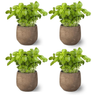 Pack 4   -planta Albahaca  - Maceta 10 Cm  -hierba Aromática