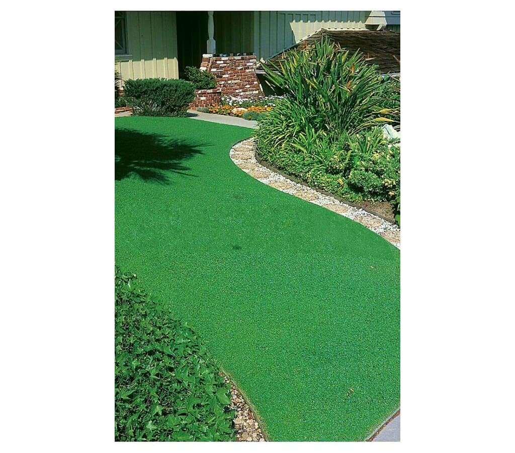 Semillas De Césped Dichondra Repens 100g 20g=m²