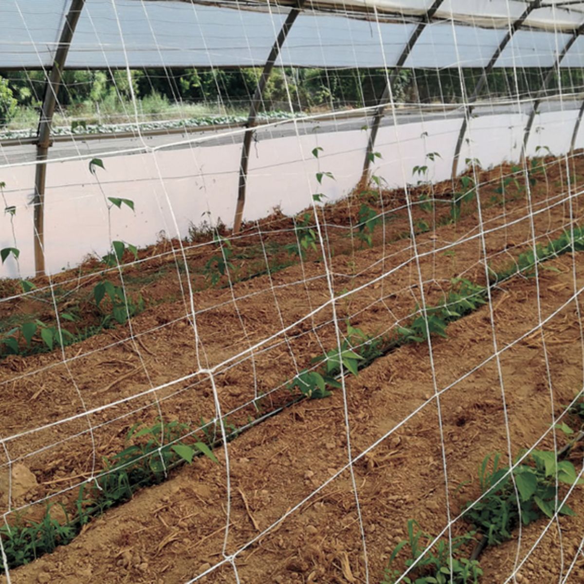 Malla para entutorar compostable Trellinet Compost Nortene 5 x 2 m