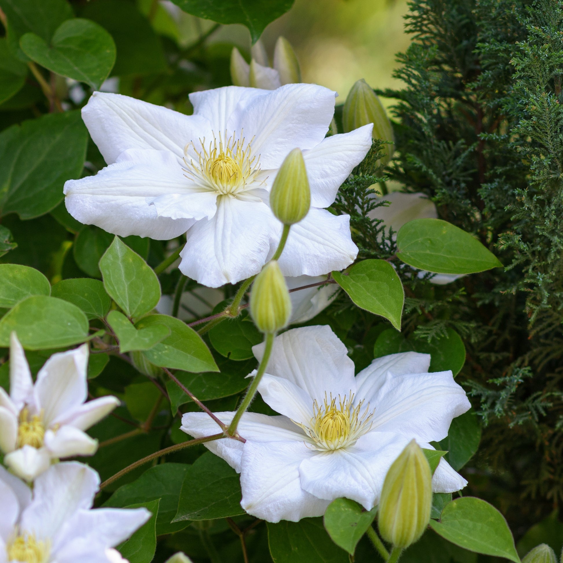 Clemátide - 3 Pzs - Clematis Hybrid 'mme Le Coultre' - Altura 25-40cm - ⌀9cm